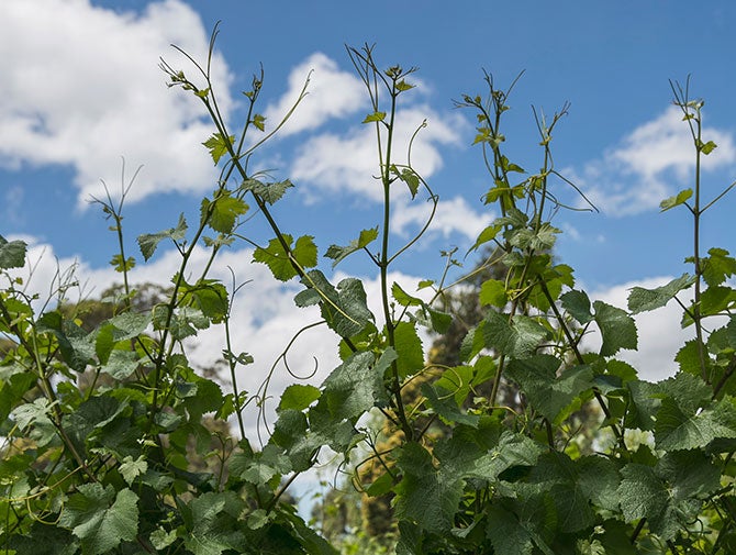 Grapevines at Oakdene Wines Geelong